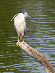Nycticorax nycticorax - Nitticora