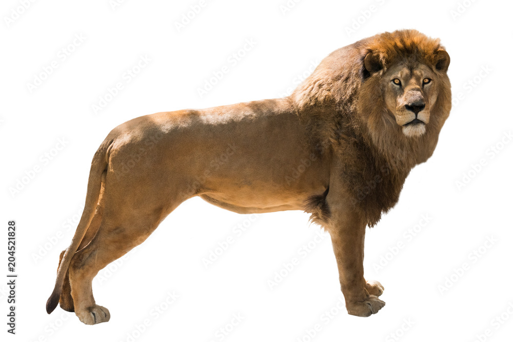 Sticker lion isolated