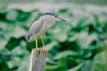 Nycticorax nycticorax - Nitticora