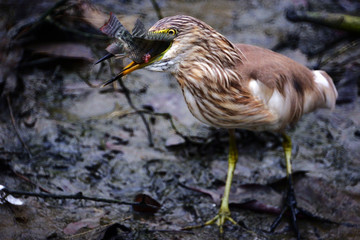 Javan pond heron, Bird is catching a small fish with blur background.