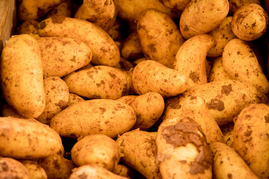 junge Kartoffeln mit Erde an d&uuml;nner Schale