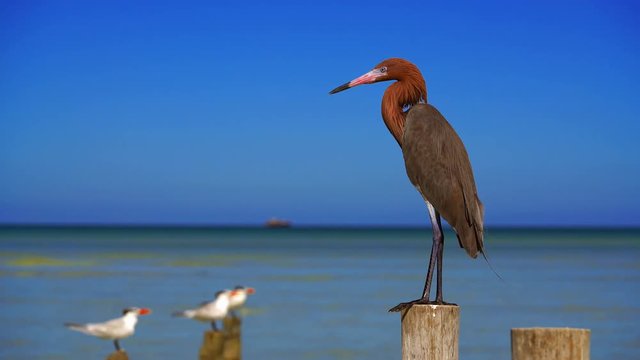 Egretta rufescens or Reddish Egret heron bird