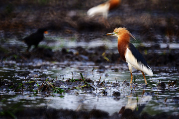 Javan pond heron, Bird is watching for small fish and insect with blur background.