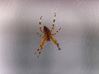Spinne repariert ihr Netz