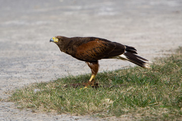 Parabuteo unicinctus - Poiana del deserto