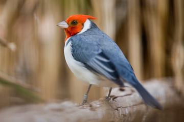 Paroaria coronata - Cardinale ciufforosso