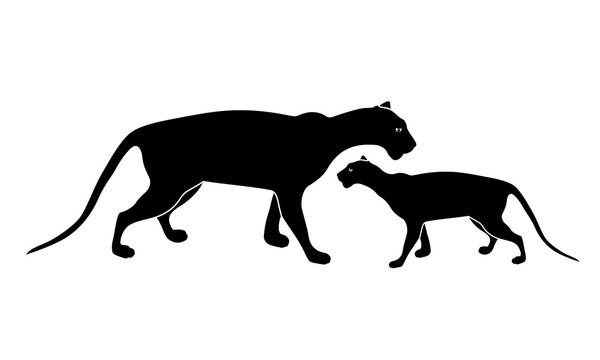 black panther, mother and child silhouette. Wild animals. Vector illustration isolated on white background