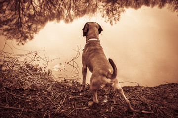 Jagdhund am See zeigt Beute an