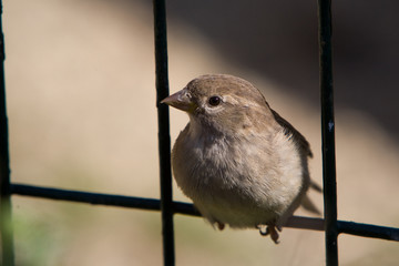 Passer domesticus italiae - Passera d'Italia