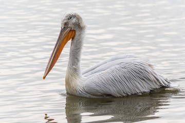 A dalmatian pelican in the water