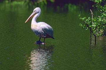 Pelecanus crispus - Pellicano riccio
