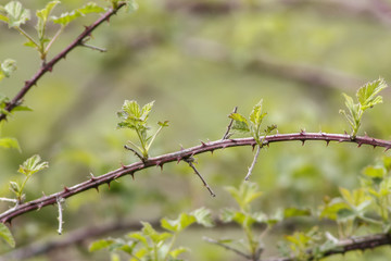 bramble branch with copy space