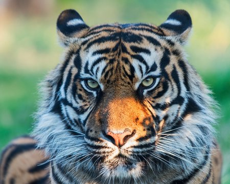 Close up of a tiger's head