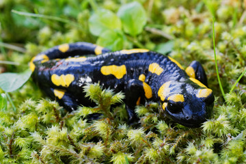 Fire salamander (Salamandra salamandra) in a nature