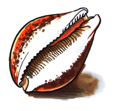 Sea shell cowrie orange and brown. Hand-drawn on paper illustration markers. Isolated on white background.