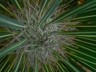 Naklejka na ściany i meble Close up of globe shaped cactus with long thorns