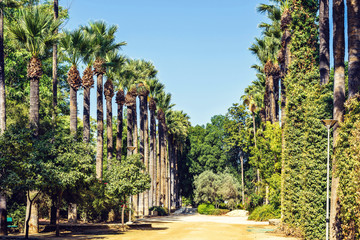 Obraz premium Daylight view to alley with tall green palms growing on side
