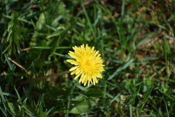dandelion