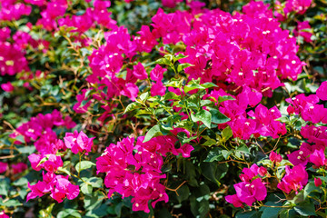 Daylight view to sun shining on colorful Bougainvillea flowers