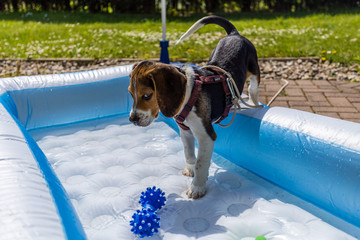 Hund im Pool