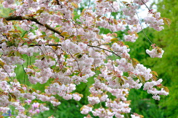 Sacura in blossom in spring 