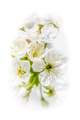 fruit tree orchard with blossom