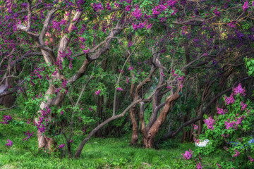 Bright colors in Kiev botanical garden at spring time. Kiev, Ukraine