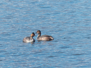 Podiceps nigricollis - Svasso piccolo