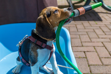 Hund im Pool