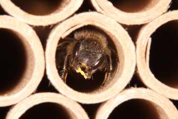 Mauerbiene im Insektenhotel