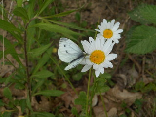 Margerite Schmetterling