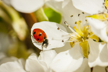 fruit tree orchard with ladybird beetle