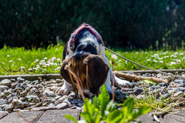 Welpe spielt im Garten