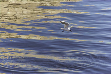  РУССКИЙ россия, санкт-россия, санкт-петербург, чайка30 / 10000 АНГЛИЙСКИЙ Перевести вGoogleBing Russia, Saint-Petersburg, the Seagull