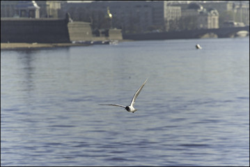 Russia, St. Petersburg, Neva, Chaika