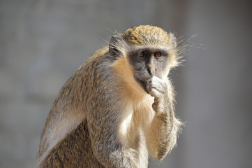 Monkey thinking about something