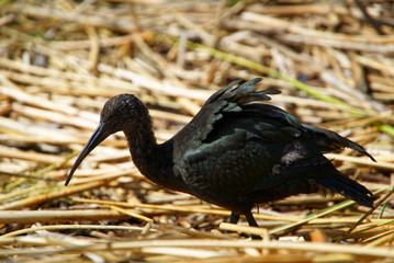 Bird from Lake Titicaca looking for insects