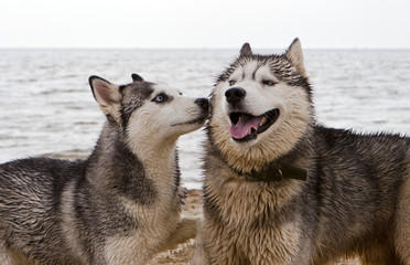 Couple of husky dogs playing on seaside