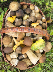 Porcini and chanterelles in the wicker basket