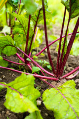 Beetroots in the vegetable garden