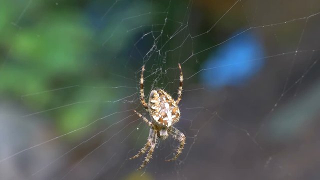 Professional video of spider on the spider web in 4k slow motion 60fps