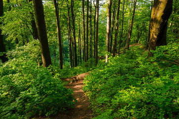Fototapeta na wymiar green beech tree woods at Dobogókő in spring, Hungary hiking landscape