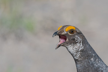 Dusky Blue Grouse yelling