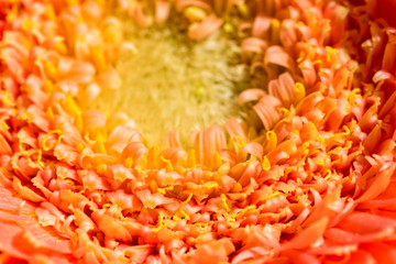Macro shot of a middle part of the orange Gerbera flower, selective focus