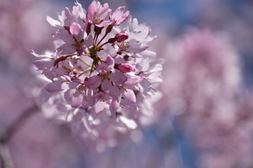 Fototapeta premium looking up view of dropping cherry blossom / 真下から見上げるシダレザクラの先端(青空バック)