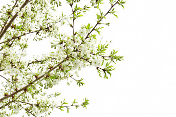 Fototapeta premium Tree with beautiful blossoms on spring day