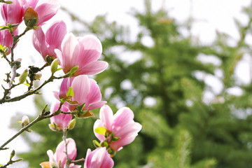 Fototapeta na wymiar Beautiful magnolia blossoms on spring day