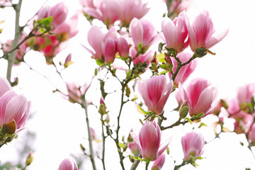 Fototapeta na wymiar Beautiful magnolia blossoms on spring day