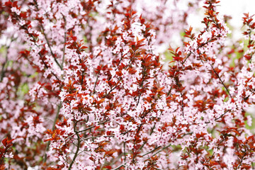 Tree with beautiful blossoms on spring day