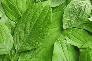 Fototapeta premium Beautiful spring green leaves as background